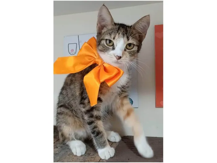 Gato ra a srd idade 2 a 6 meses nome SAFIRA