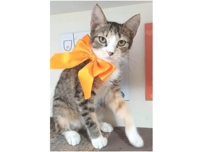 Gato ra a srd idade 2 a 6 meses nome SAFIRA