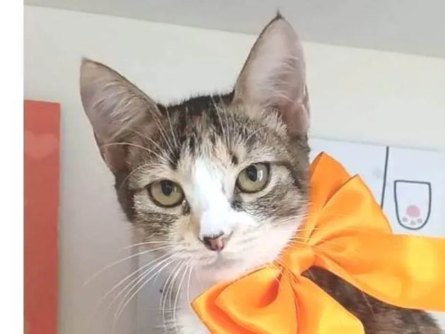 Gato ra a srd idade 2 a 6 meses nome SAFIRA