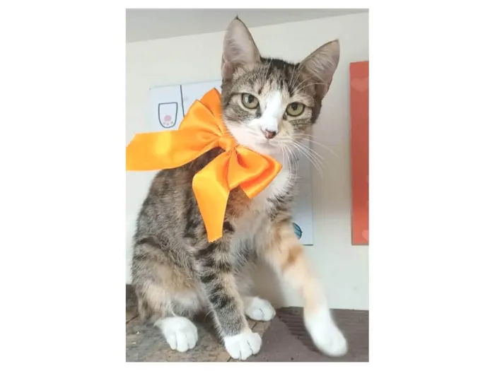Gato ra a srd idade 2 a 6 meses nome SAFIRA
