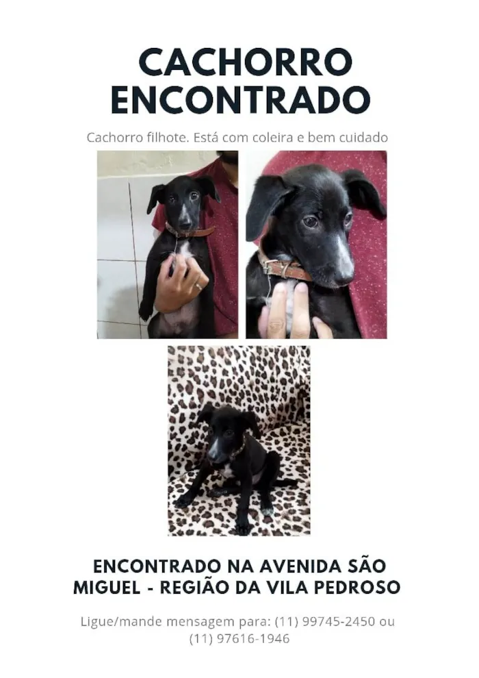 Cachorro ra a  idade  nome Espinafre