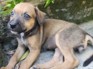 Cachorro raça SRD-ViraLata idade 2 a 6 meses nome Sem nome