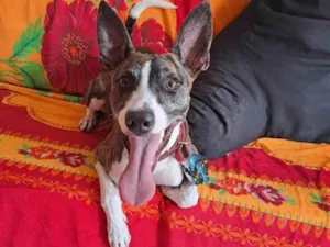 Cachorro raça Srd idade 1 ano nome Luke