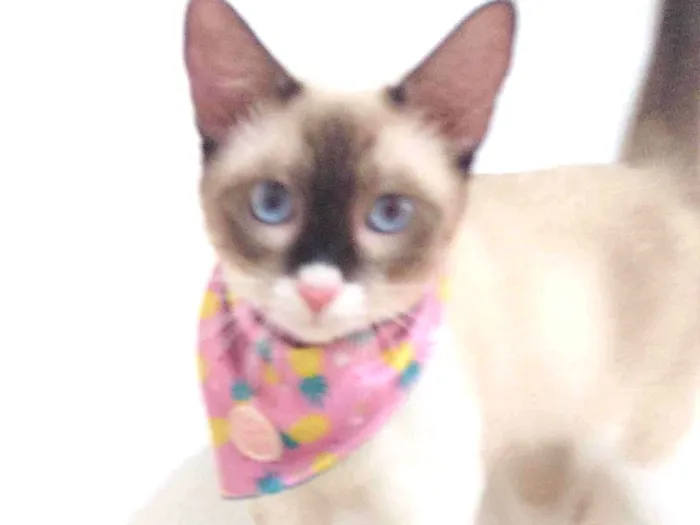 Gato ra a SRD-ViraLata idade 7 a 11 meses nome Mag