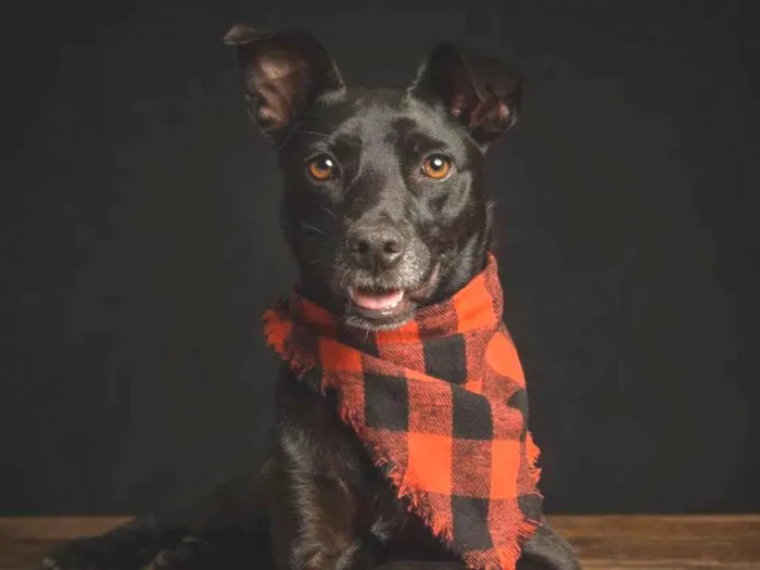 Cachorro ra a SRD-ViraLata idade 1 ano nome Amora