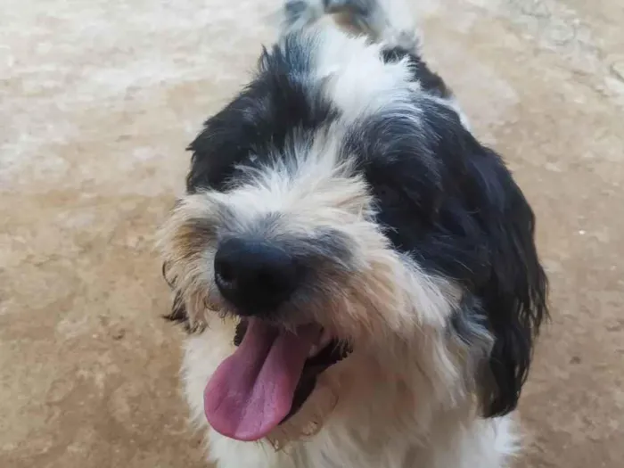 Cachorro ra a SRD-ViraLata idade 5 anos nome Kurama 