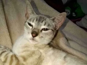 Gato raça Siamês idade 7 a 11 meses nome Sabrina 