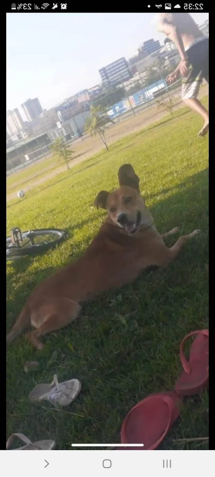 Cachorro ra a SRD-ViraLata idade 4 anos nome General