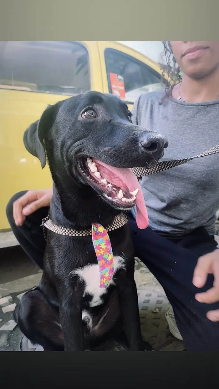 Cachorro ra a SRD-ViraLata idade 1 ano nome Pretinho