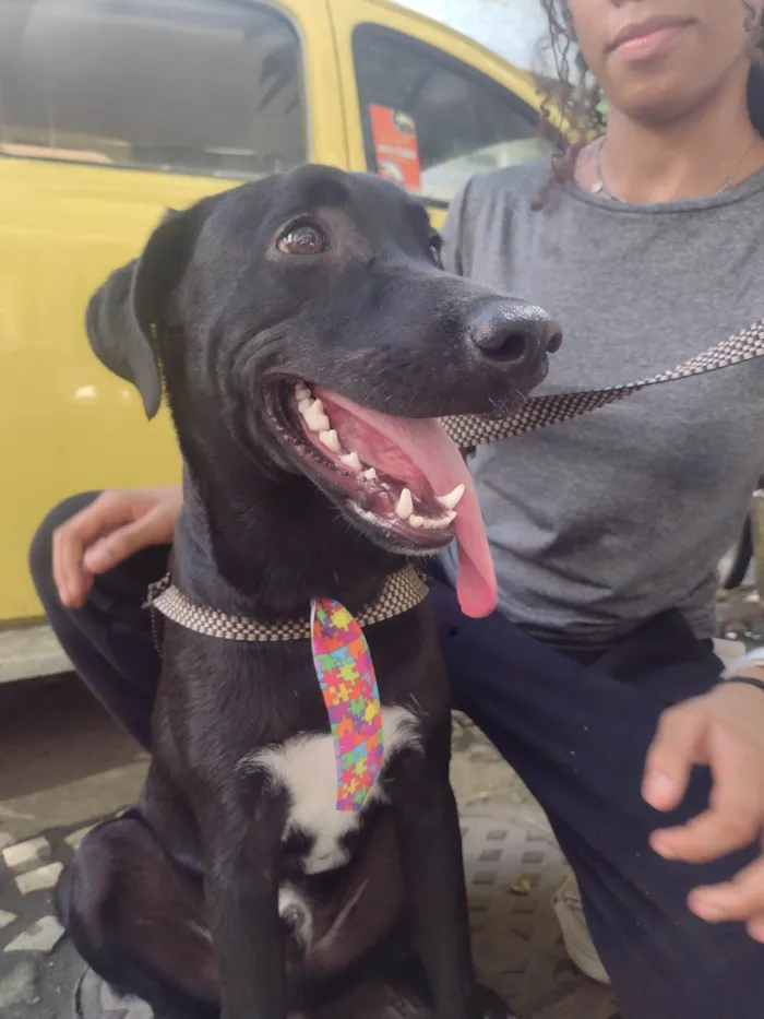 Cachorro ra a SRD-ViraLata idade 1 ano nome Pretinho