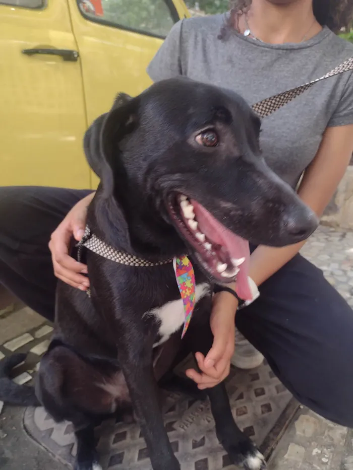 Cachorro ra a SRD-ViraLata idade 1 ano nome Pretinho