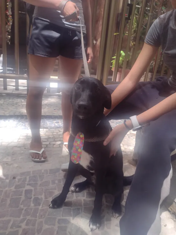 Cachorro ra a SRD-ViraLata idade 1 ano nome Pretinho