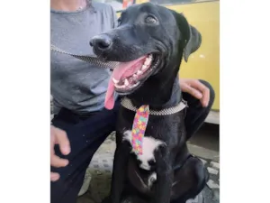 Cachorro raça SRD-ViraLata idade 1 ano nome Pretinho