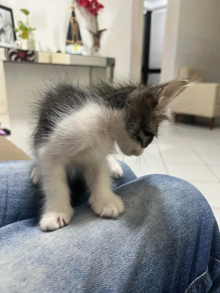 Gato ra a SRD-ViraLata idade 2 a 6 meses nome Nome não definido 1