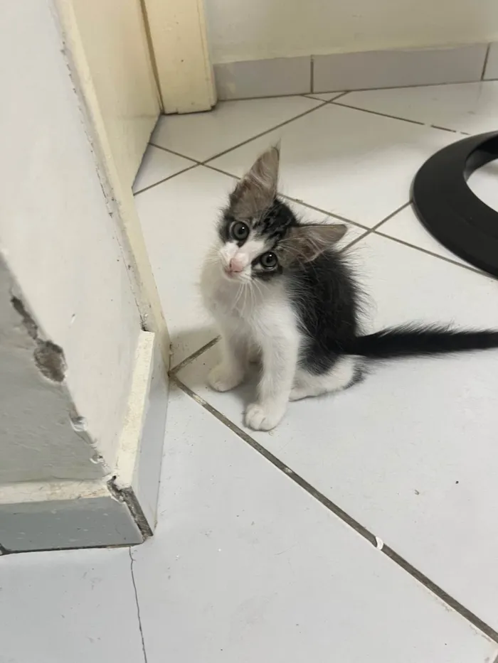 Gato ra a SRD-ViraLata idade 2 a 6 meses nome Nome não definido 1