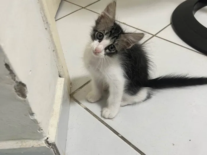 Gato ra a SRD-ViraLata idade 2 a 6 meses nome Nome não definido 1