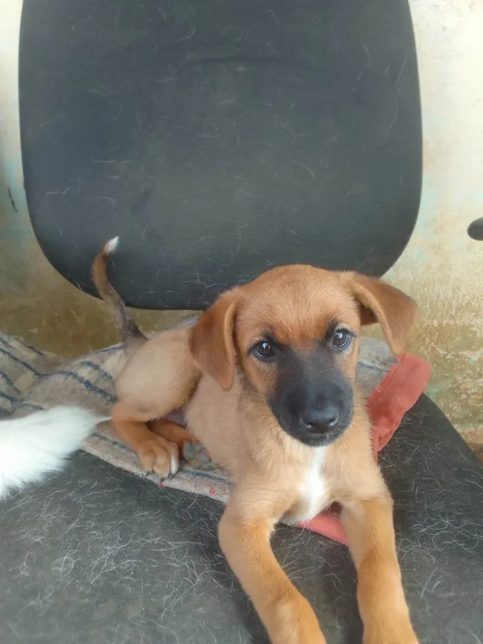 Cachorro ra a ViraLata idade 2 anos nome Duda/ Lulu