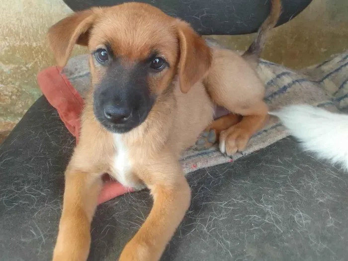 Cachorro ra a ViraLata idade 2 anos nome Duda/ Lulu