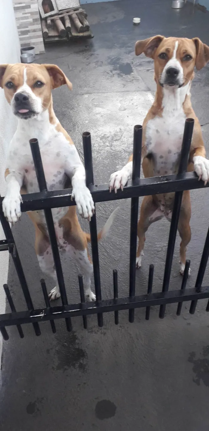 Cachorro raça SRD-ViraLata idade 2 anos nome Laila e Kiara