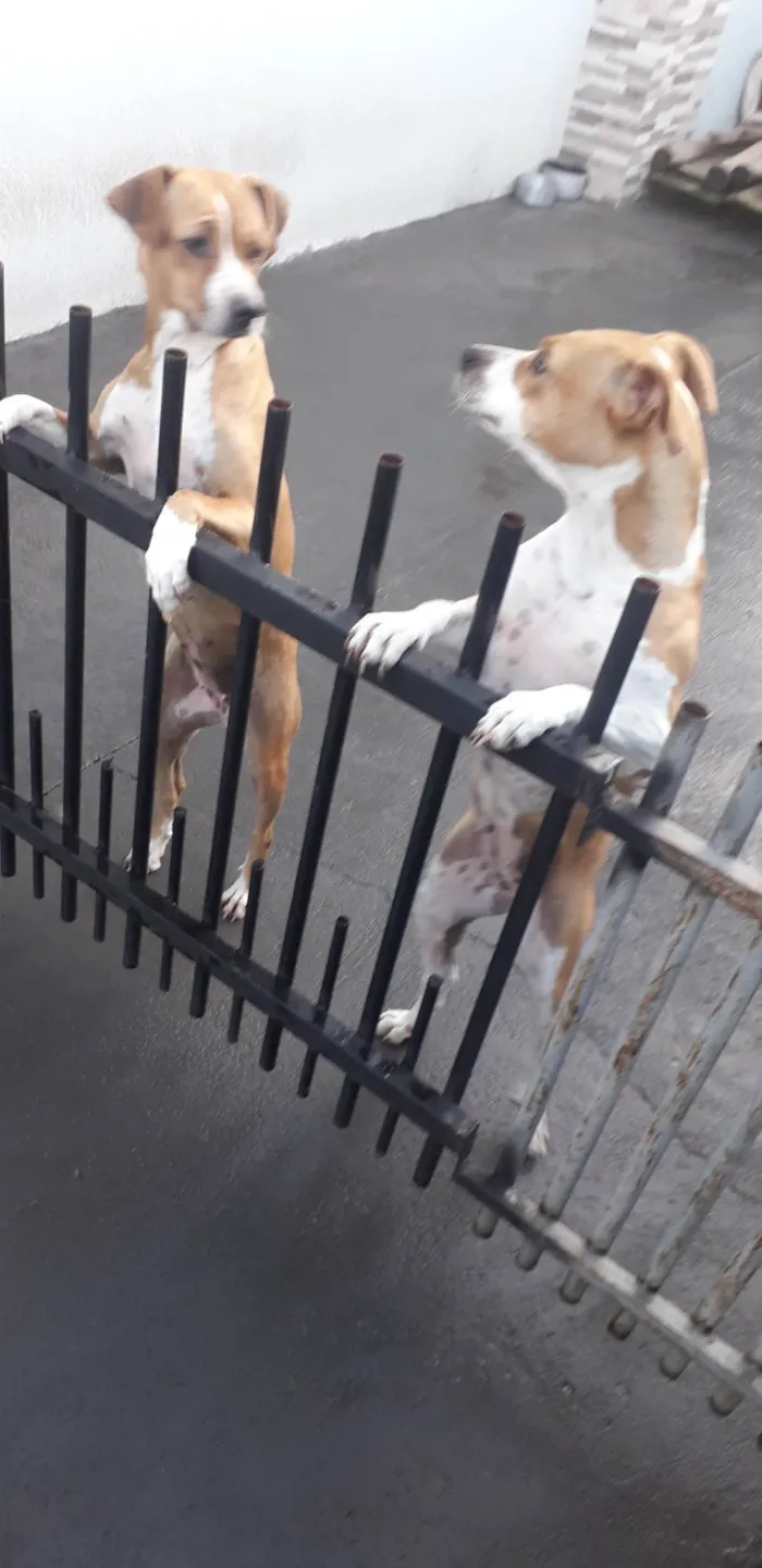Cachorro raça SRD-ViraLata idade 2 anos nome Laila e Kiara