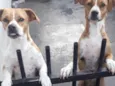 Laila e Kiara