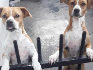 Cachorro raça SRD-ViraLata idade 2 anos nome Laila e Kiara