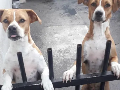 Cachorro raça SRD-ViraLata idade 2 anos nome Laila e Kiara