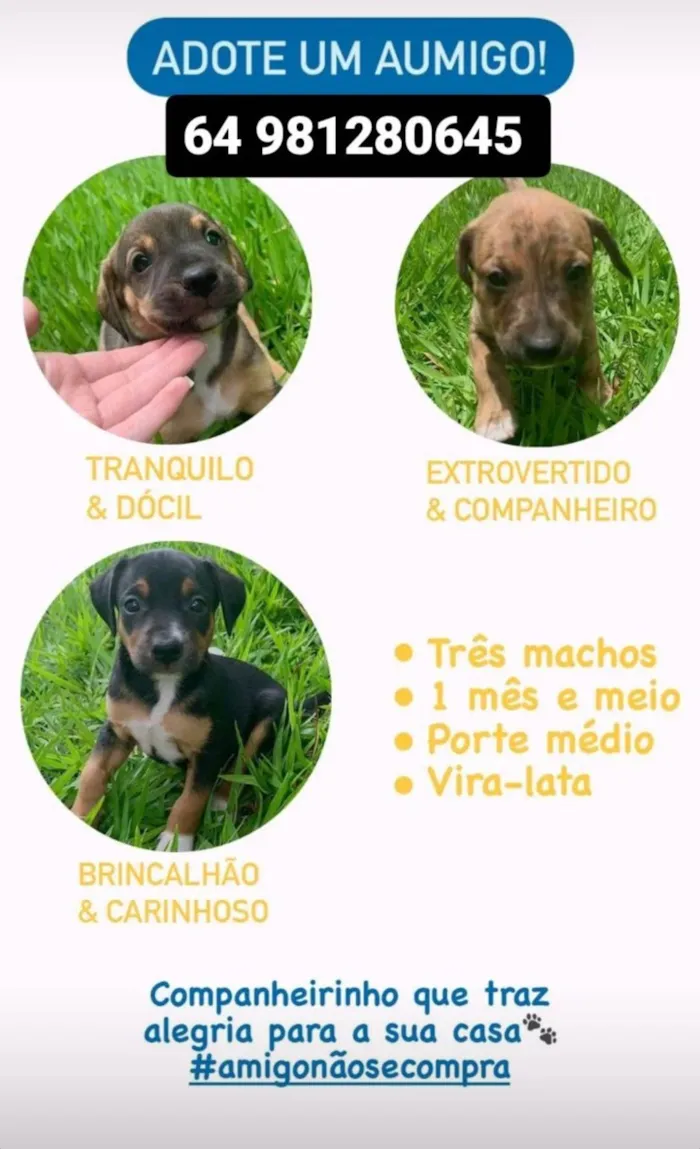 Cachorro ra a SRD-ViraLata idade Abaixo de 2 meses nome Zé pretinho