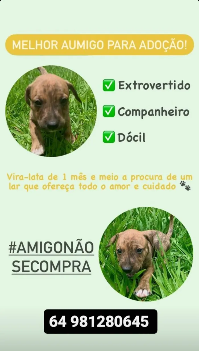 Cachorro ra a SRD-ViraLata idade Abaixo de 2 meses nome Zé pretinho