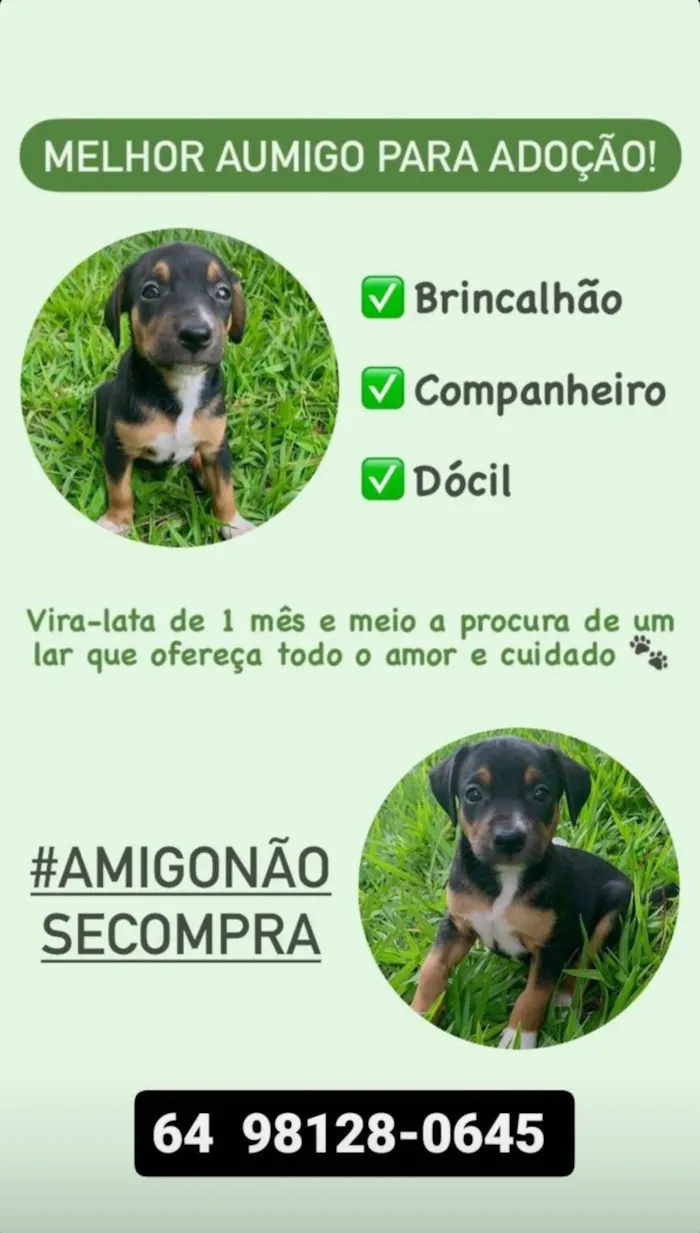 Cachorro ra a SRD-ViraLata idade Abaixo de 2 meses nome Zé pretinho