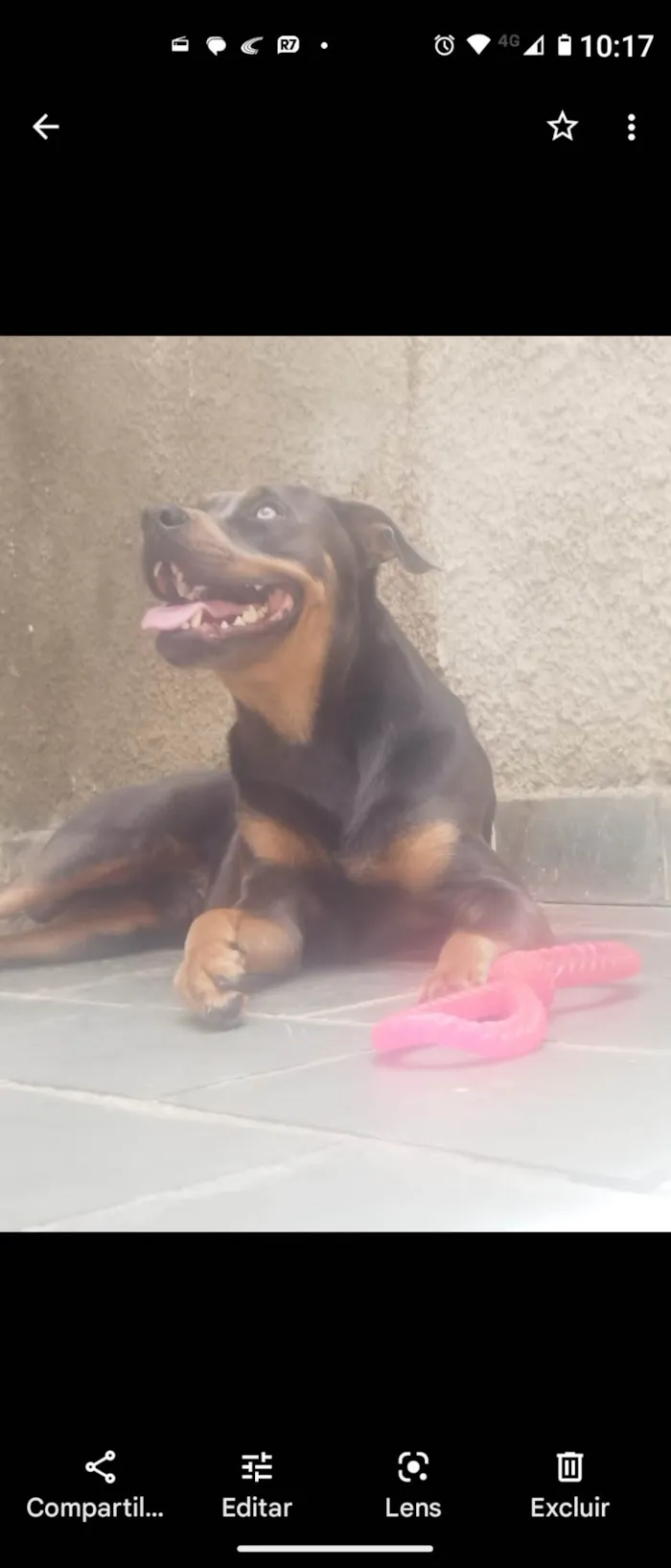 Cachorro raça SRD-ViraLata idade 2 anos nome Alfredo 