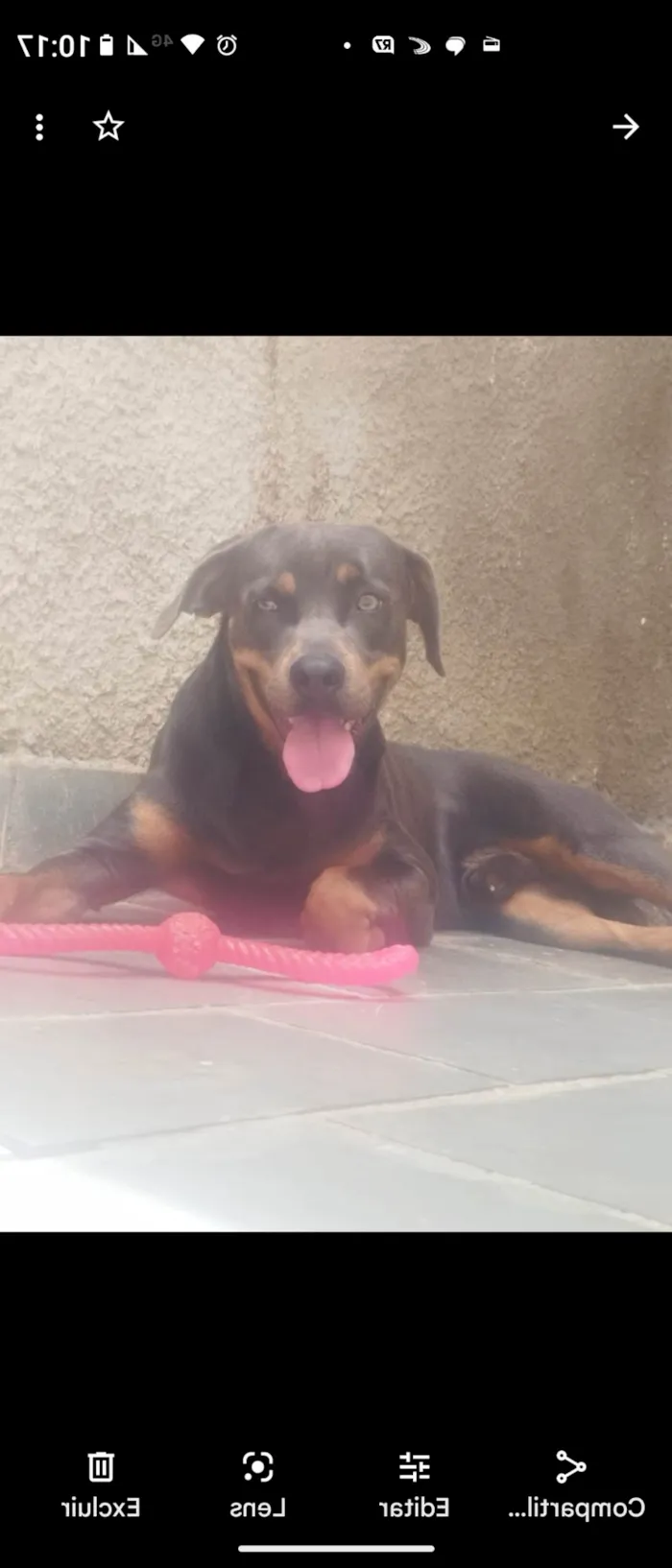 Cachorro raça SRD-ViraLata idade 2 anos nome Alfredo 