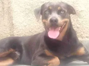Cachorro raça SRD-ViraLata idade 2 anos nome Alfredo 