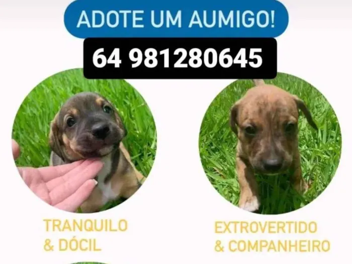 Cachorro ra a SRD-ViraLata idade Abaixo de 2 meses nome Zé pretinho