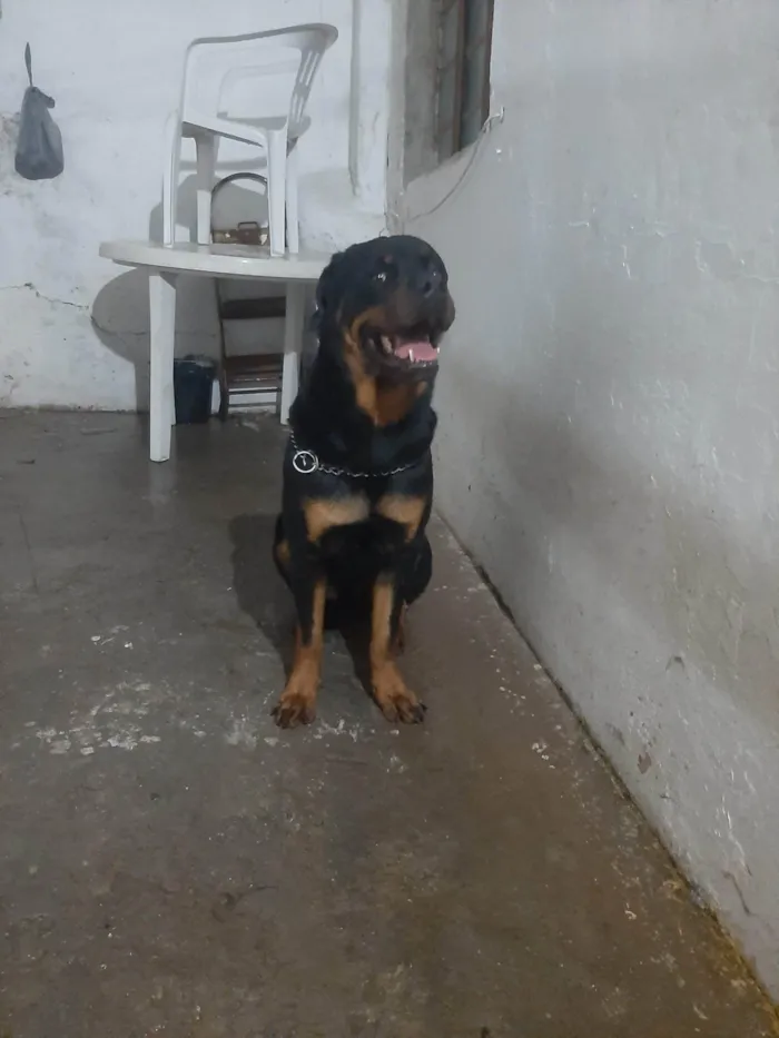 Cachorro ra a Rottweiler Cabeça de touro  idade 2 anos nome Hiroki