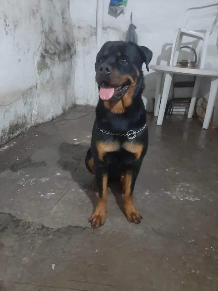 Cachorro ra a Rottweiler Cabeça de touro  idade 2 anos nome Hiroki