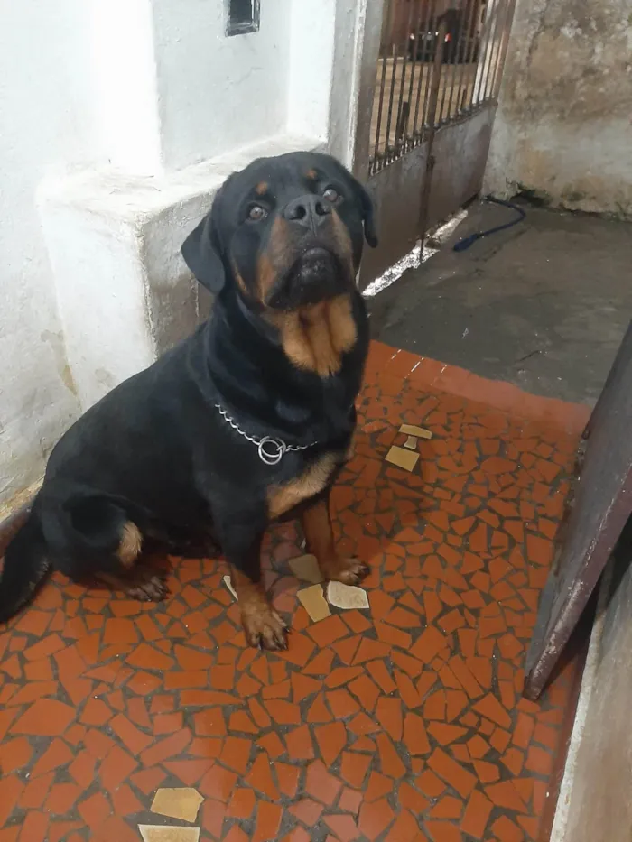Cachorro ra a Rottweiler Cabeça de touro  idade 2 anos nome Hiroki