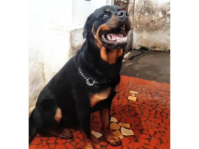 Cachorro ra a Rottweiler Cabeça de touro  idade 2 anos nome Hiroki