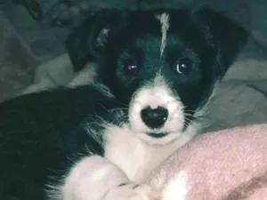 Cachorro raça SRD-ViraLata idade 2 a 6 meses nome Archie