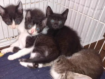 Gato raça SRD-ViraLata idade Abaixo de 2 meses nome ainda não tem