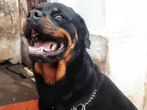 Cachorro raça Rottweiler Cabeça de touro  idade 2 anos nome Hiroki