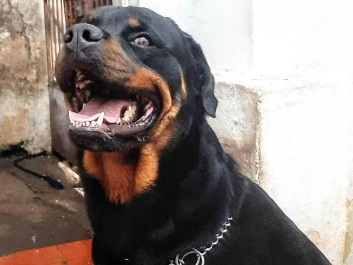 Cachorro ra a Rottweiler Cabeça de touro  idade 2 anos nome Hiroki