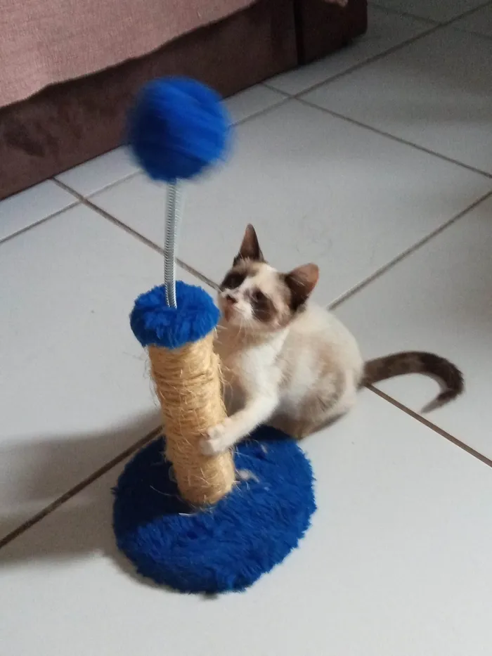 Gato ra a SRD-ViraLata idade Abaixo de 2 meses nome Panda