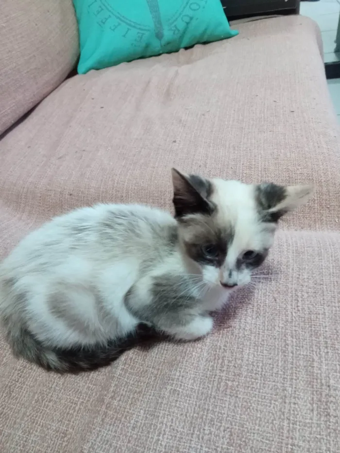 Gato ra a SRD-ViraLata idade Abaixo de 2 meses nome Panda