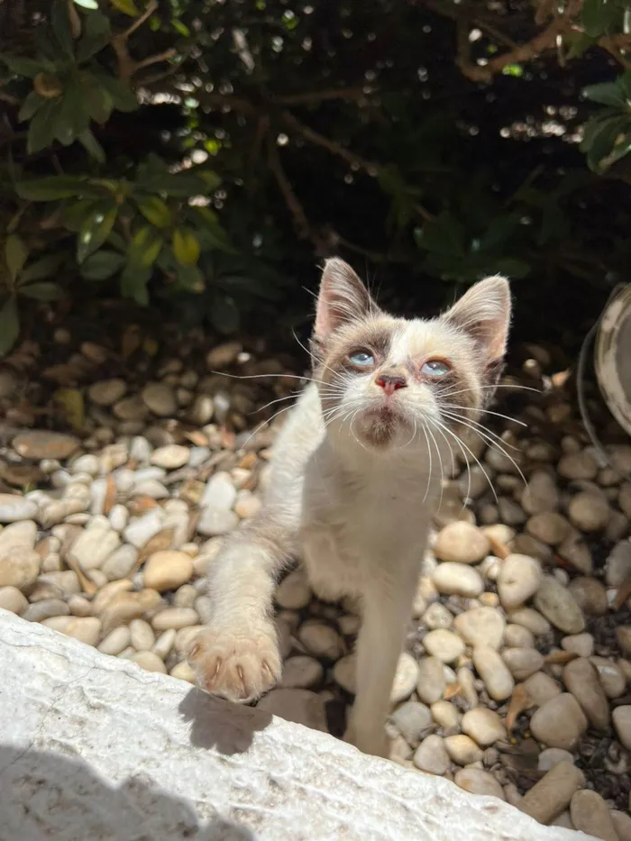 Gato ra a SRD-ViraLata idade Abaixo de 2 meses nome Panda