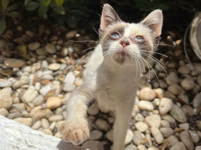 Gato ra a SRD-ViraLata idade Abaixo de 2 meses nome Panda