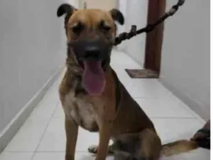 Cachorro raça SRD-ViraLata idade 2 anos nome Sheriff 