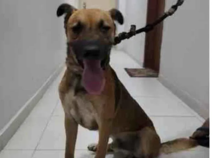 Cachorro ra a SRD-ViraLata idade 2 anos nome Sheriff 