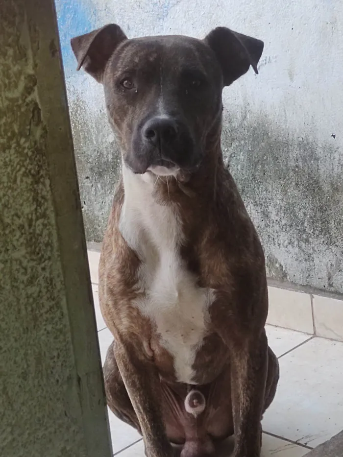 Cachorro ra a Pit-Bull idade 2 anos nome Rajado