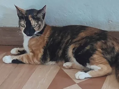 Gato raça SRD-ViraLata idade 1 ano nome Luly